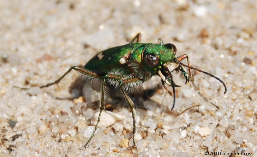 Endangered Ohlone Tiger Beetle (Cicindela ohlone) photo credit: Jennifer Cross